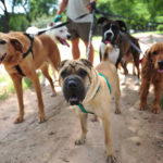 Why Hire a Dog Walker and Where to Find a Great One?