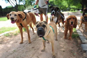 Dog walker holds seven dogs on dirt trai, park in background.